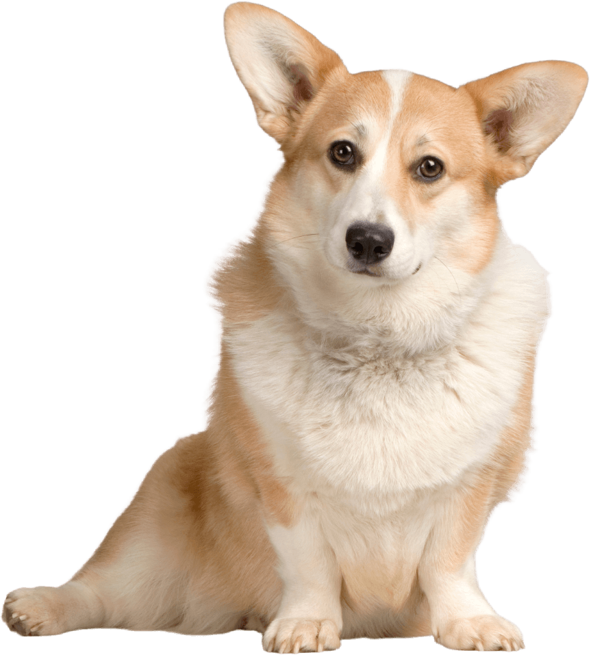 Beautifully groomed happy Pembroke Welsh Corgi sitting at Bark & Bathe Lounge